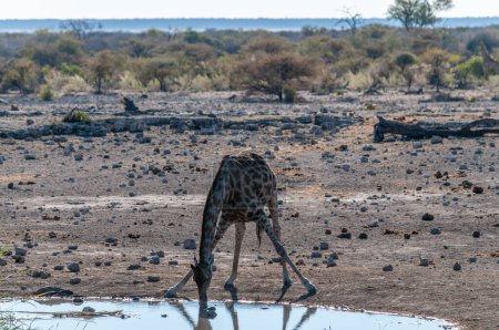 Foto de Imagen retroiluminada de una jirafa angoleña - la jirafa angolenis- está bebiendo de un abrevadero en el Parque Nacional Etosha. Las jirafas son las más vulnerables cuando beben
. - Imagen libre de derechos