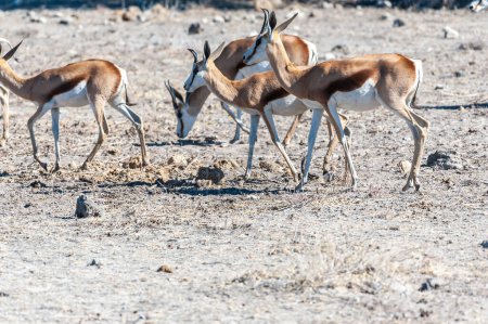 Téléchargez les photos : Gros plan d'un troupeau d'Impalas - Aepyceros melampus- broutant dans les plaines du parc national d'Etosha, Namibie
. - en image libre de droit