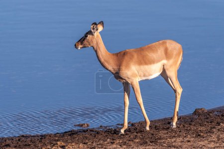 Foto de Un Impala-Aepyceros melampus- caminando frente a un pozo de agua en el Parque Nacional Etosha, Namibia
. - Imagen libre de derechos