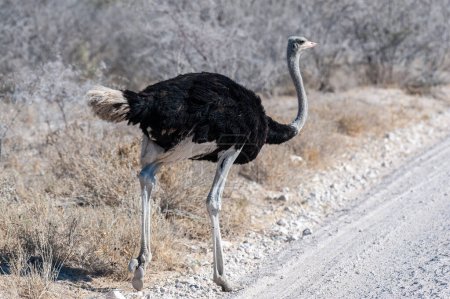Photo for Closeup of a South African Ostrich -Struthio camelus australis-, also known as the black necked Ostrich, Southern Ostrich, or Cape Ostrich, crossing a road in Etosha National Park, Namibia. - Royalty Free Image