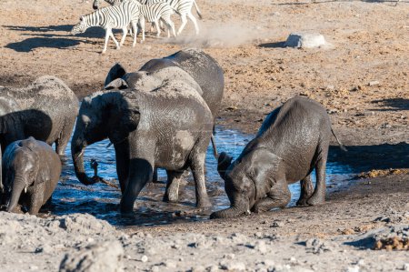 Foto de Una manada de elefantes africanos Loxodonta Africana- tomando un baño en un pozo de agua en el Parque Nacional de Etosha. Un grupo de Burchells Plains zebra Equus quagga burchelli se ve en el fondo
. - Imagen libre de derechos
