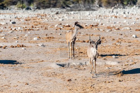 Photo for A group of greater kudu -Tragelaphus strepsiceros- Walking nervously around a waterhole in Etosha National Park, Namibia. - Royalty Free Image