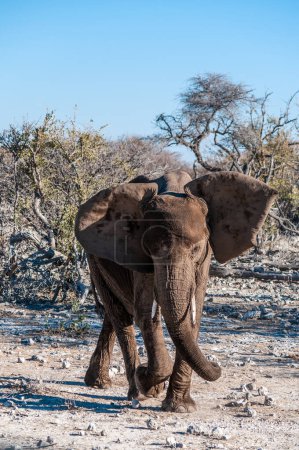 Photo for A giant African Elephant -Loxodonta Africana- walking past through the bushes of Etosha National Park, Namibia. - Royalty Free Image