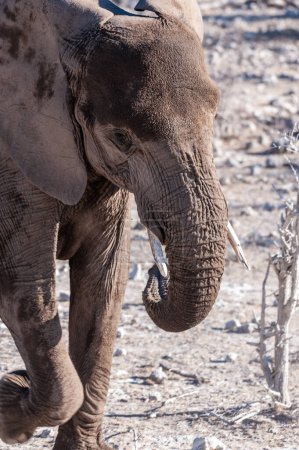 Photo for A giant African Elephant -Loxodonta Africana- walking past through the bushes of Etosha National Park, Namibia. - Royalty Free Image