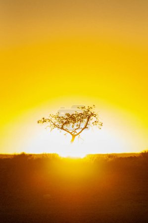 Foto de Telephoto shot of a single tree silhoutte, backlit by the setting sun. Near Sesriem Canyon Namibia. - Imagen libre de derechos