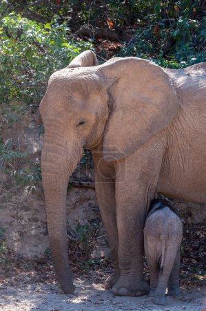 Téléchargez les photos : Gros plan d'une éléphante africaine adulte du désert - Loxodonta Africana- et de son veau errant dans le désert du nord-ouest de la Namibie. - en image libre de droit