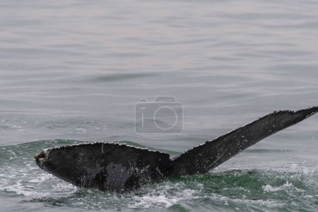 Photo for Detailed close-up of a the tail fin of a diving whale. Walvis Bay, Namibia. - Royalty Free Image