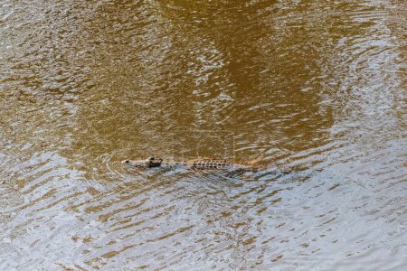 Foto de Telefoto de un cocodrilo del Nilo - Crocodylus niloticus - flotando en el río Chobe en Botswana. - Imagen libre de derechos