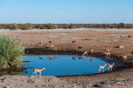 Foto de Un grupo de impalas bebiendo de un pozo de agua en el Parque Nacional Etosha, Namibia. - Imagen libre de derechos