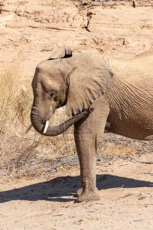 Foto de Primer plano de un elefante del desierto africano - Loxodonta Africana- vagando por el desierto en el noroeste de Namibia. - Imagen libre de derechos