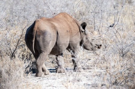 Foto de Un rinoceronte negro - Diceros bicornis- comiendo matorrales en las llanuras del parque nacional etosha, Namibia
. - Imagen libre de derechos