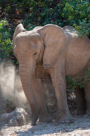 Foto de Primer plano de un elefante del desierto, en algún lugar de Namibia. - Imagen libre de derechos
