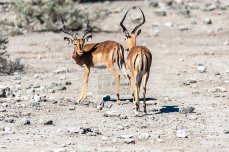 Photo for Two Impalas - Aepyceros melampus- grazing on the plains of Etosha National Park, Namibia. - Royalty Free Image