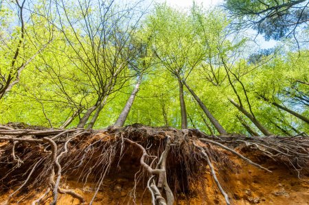 Photo for Low perspective shot of a group of trees and their roots half exposed in a sand dune. Hallerbos, Belgium - Royalty Free Image