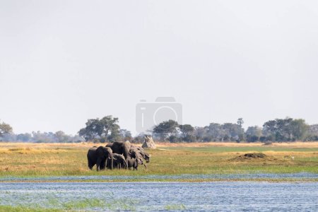 Telephoto shot of a herd of African Elephants -Loxodonta Africana- grazing on the banks of the Chobe river, Botswana