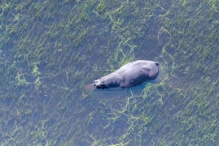 Photo for Aerial Telephoto shot of an hippopotamus that is partically submerged in the Okavango Delta Wetlands in Botswana. - Royalty Free Image