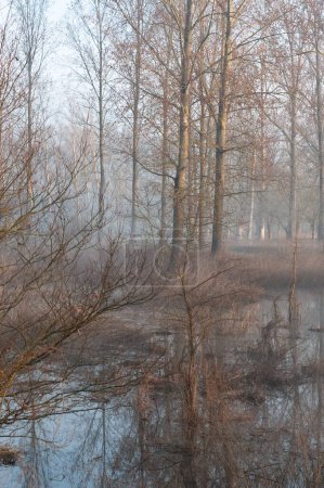 Téléchargez les photos : Une scène matinale calme avec une légère brume recouvrant un paysage arboré en Flandre orientale, Belgique. - en image libre de droit