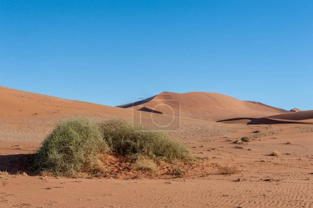 Foto de Landscape shot of the sand dunes and scattered trees near Sossusvlei, Namibia - Imagen libre de derechos