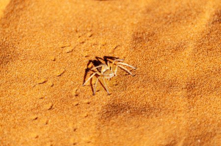 Foto de Una araña bailarina blanca - Leucorchestris Arenicola- arrastrándose sobre las arenas rojas del desierto de Namibia cerca de Cha-re. - Imagen libre de derechos