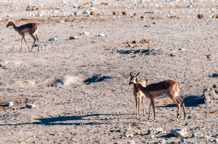Photo for A herd of Impalas - Aepyceros melampus- nervously grazing on the plains of Etosha National Park, Namibia. - Royalty Free Image