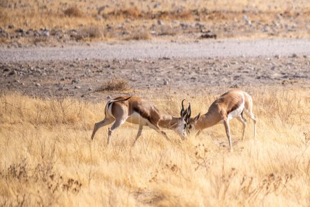 Foto de Telefoto de dos Impalas - Aepyceros melampus- participando en una pelea cara a cara. - Imagen libre de derechos
