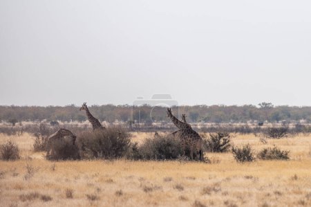 Téléchargez les photos : A group of Angolan Giraffes -Giraffa giraffa angolensis- standing on the plains of Etosha national park, Namibia. - en image libre de droit