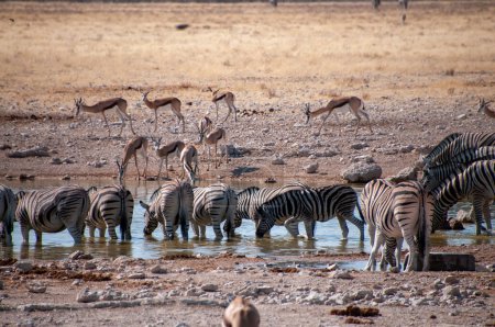 Foto de Telefoto de una manada de cebras de las llanuras de Burchells - Equus quagga burchelli- bebiendo de un pozo de agua en el Parque Nacional Etosha, Namibia. - Imagen libre de derechos