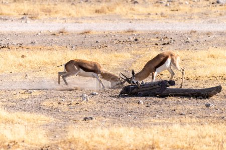Photo for Telephoto shot of two Impalas - Aepyceros melampus- engaging in a head-to-head fight. - Royalty Free Image
