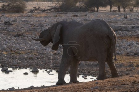 Foto de Telefoto de una manada de elefantes africanos Loxodonta Africana- tomando un baño en un pozo de agua en el Parque Nacional de Etosha. - Imagen libre de derechos