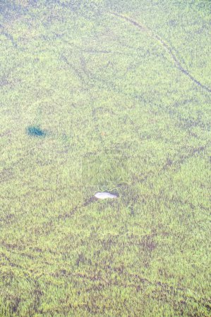 Téléchargez les photos : Téléobjectif aérien d'un hippopotame particulièrement submergé dans les zones humides du delta de l'Okavango au Botswana. - en image libre de droit
