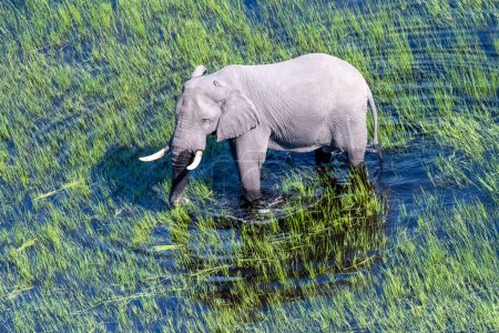 Téléchargez les photos : Téléobjectif aérien d'un éléphant d'Afrique marchant dans les eaux peu profondes du delta de l'Okavango au Botswana. - en image libre de droit