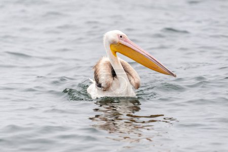 Photo for Telephoto shot of a great white pelican -Pelecanus onocrotalus-near Walvis Bay, Namibia - Royalty Free Image