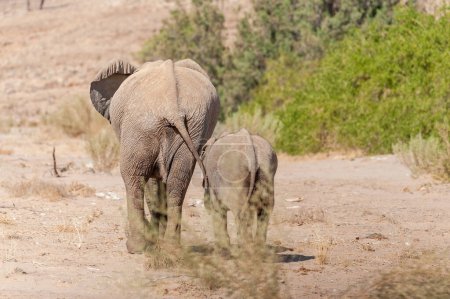 Téléchargez les photos : Gros plan de deux éléphants du désert africain - Loxodonta Africana- errant dans le désert du nord-ouest de la Namibie. - en image libre de droit