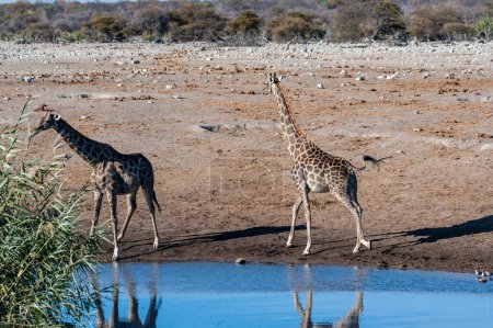 Téléchargez les photos : Deux girafes angolaises - Giraffa giraffa angolensis- debout près d'un trou d'eau dans le parc national d'Etosha. Les girafes sont les plus vulnérables en buvant
. - en image libre de droit
