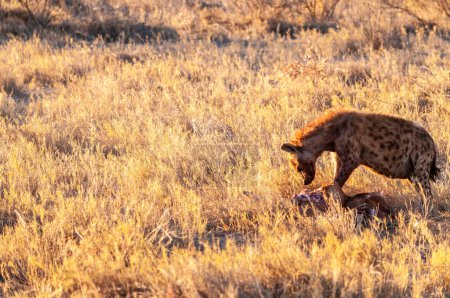 Foto de Primer plano de una hiena manchada - Crocuta crocuta- con una presa, vista durante la hora dorada del atardecer en el Parque Nacional Etosha, Namibia
. - Imagen libre de derechos