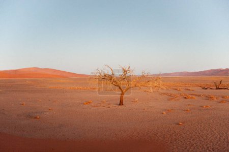 Téléchargez les photos : Vue extérieure des dunes de sable namibiennes Sossusvlei près de la célèbre Dune 45 vers le lever du soleil - en image libre de droit