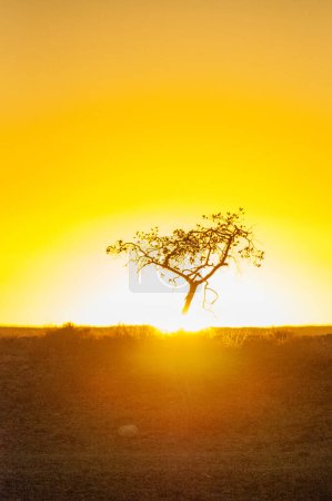 Photo for Telephoto shot of a single tree silhoutte, backlit by the setting sun. Near Sesriem Canyon Namibia. - Royalty Free Image