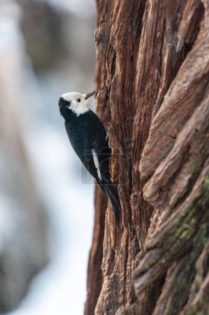 Photo for Close-up of a white-headed woodpecker sitting on a tree trunk in Yosemite valley. Yosemite national park, California. - Royalty Free Image