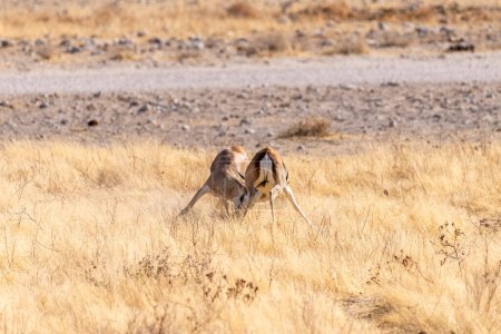Photo for Telephoto shot of two Impalas - Aepyceros melampus- engaging in a head-to-head fight. - Royalty Free Image