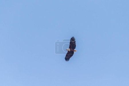 Foto de Telefoto de un águila pescadora africana - Haliaeetus vocifer- girando sobre el delta del Okavango, Botswana. - Imagen libre de derechos