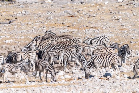 Photo for A group of Burchells Plains zebra -Equus quagga burchelli- drinking from a waterhole on the plains of Etosha National Park, Namibia. - Royalty Free Image