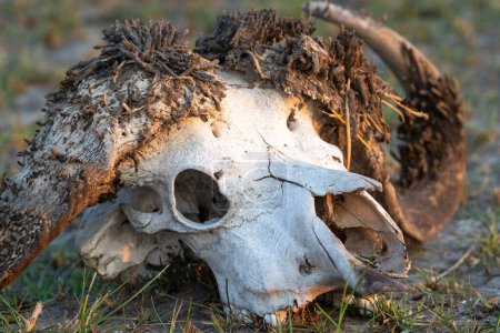Foto de Primer plano de un cráneo de búfalo, en el delta del Okavango, Botsuana. - Imagen libre de derechos