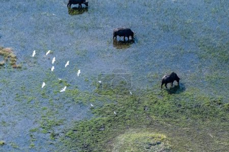 Photo for Arial telephoto shot of an African Buffalo -Syncerus caffer- grazing in the Okavango Delta wetlands, Botswana, while a flock of great white egret - Ardea alba- is flying overhead. - Royalty Free Image