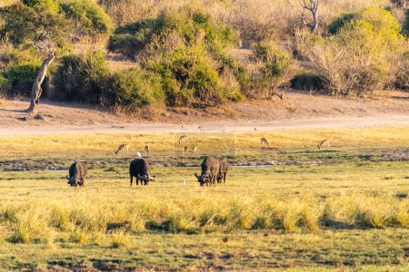 Foto de Telefoto de una manada de Cabo Búfalo - Syncerus caffer- pastando a lo largo de las orillas del río Chobe en Botswana - Imagen libre de derechos