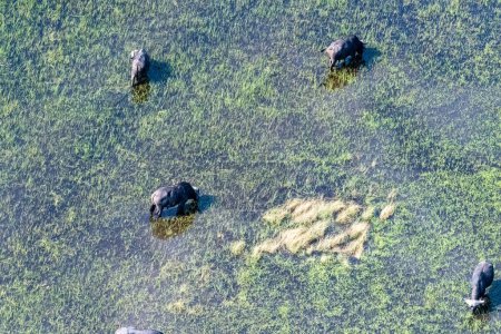 Foto de Arial telephoto shot of an African Buffalo -Syncerus caffer- grazing in the Okavango Delta wetlands, Botswana. - Imagen libre de derechos