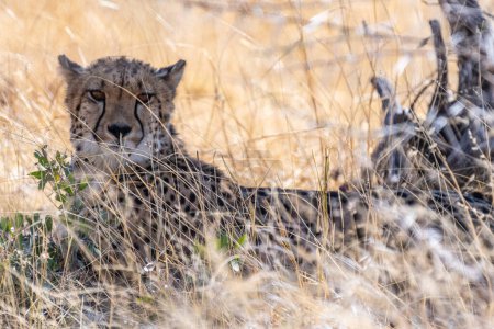 Foto de Telephoto show of a cheeta hiding in the bushes in Etosha National Park, Namibia. - Imagen libre de derechos