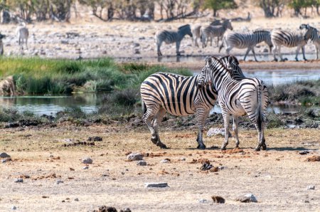 Téléchargez les photos : Un groupe de Burchells Plains zebra-Equus quagga burchelli- se rassemblant près d'un trou d'eau dans les plaines du parc national d'Etosha, en Namibie. - en image libre de droit