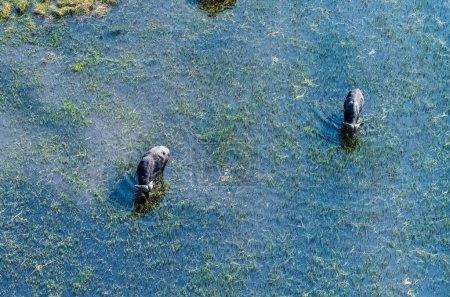 Foto de Telefoto Arial de un café africano de Buffalo-Syncerus pastoreando en los humedales del delta del Okavango, Botswana. - Imagen libre de derechos