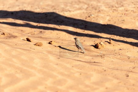 Téléchargez les photos : Un groupe d'oiseaux tisserands sociables - Philetairus socius- près de Sesriem, Namibie. - en image libre de droit