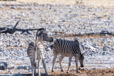 Téléchargez les photos : Un groupe de Burchells Plains zebra-Equus quagga burchelli- se rassemblant dans les plaines du parc national d'Etosha, en Namibie. - en image libre de droit